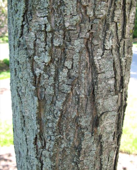 Freemans Maple, Hybrid Red Maple Armstrong