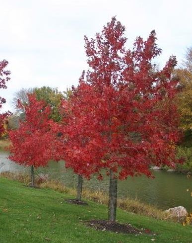 Freemans Maple, Hybrid Red Maple Autumn Fantasy