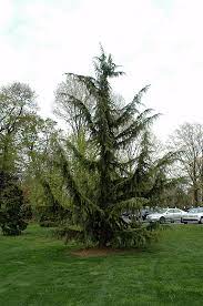 Deodar Cedar, Himalayan Cedar Shalimar