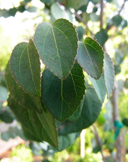 Katsura Tree Rotfuchs