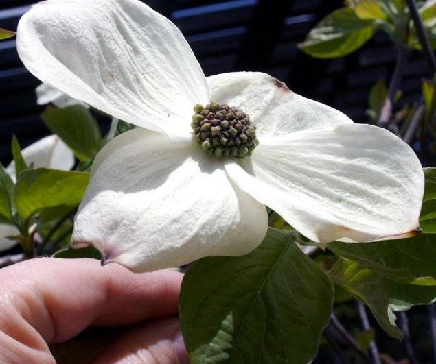 Flowering Dogwood Eddies White Wonder