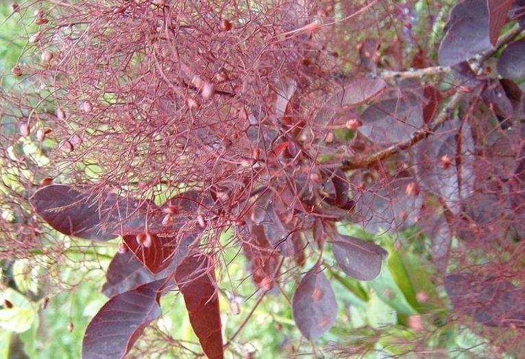 Cotinus, European Smoke Tree, Purple Smoke Tree Velvet Cloak