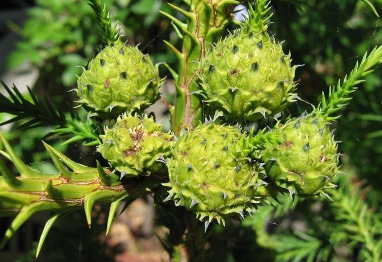 Cryptomeria, Japanese Cedar Sekkan Sugi