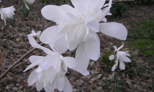 Magnolia, Star Magnolia Centennial