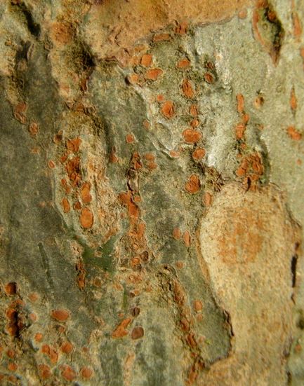 Chinese Elm, Lacebark Elm Allee