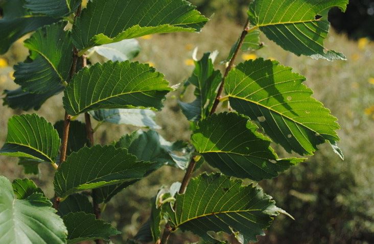 American Elm, White Elm Valley Forge