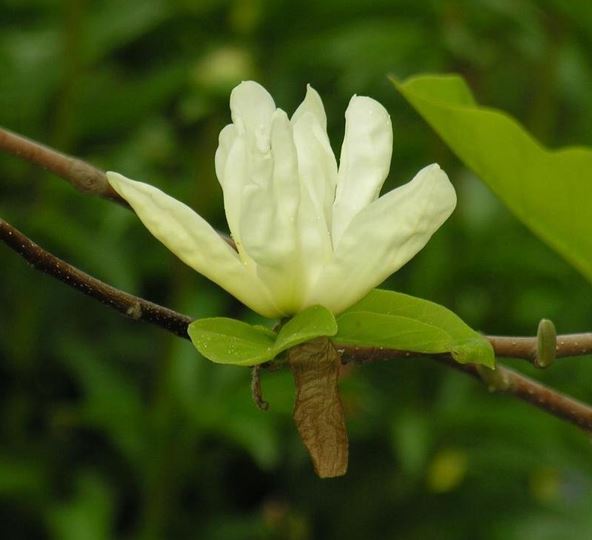 Magnolia, Cucumber Magnolia Elizabeth