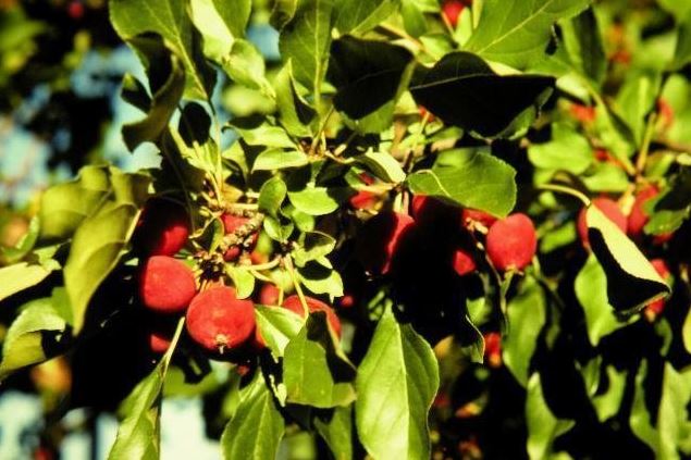 Siberian Crabapple Dolgo