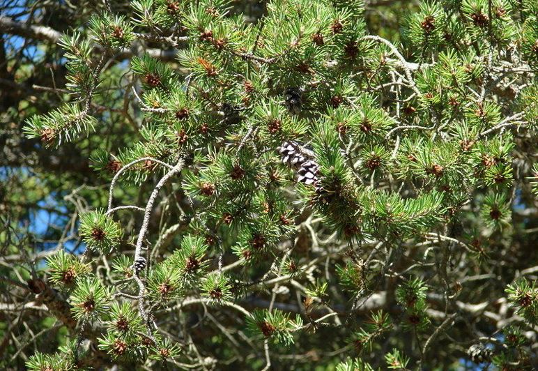 Jack Pine