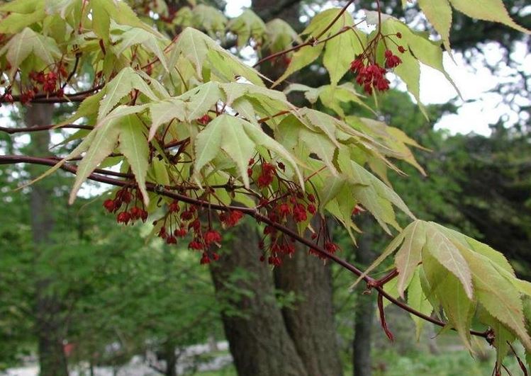 Acer, Japanese Maple Osakazuki