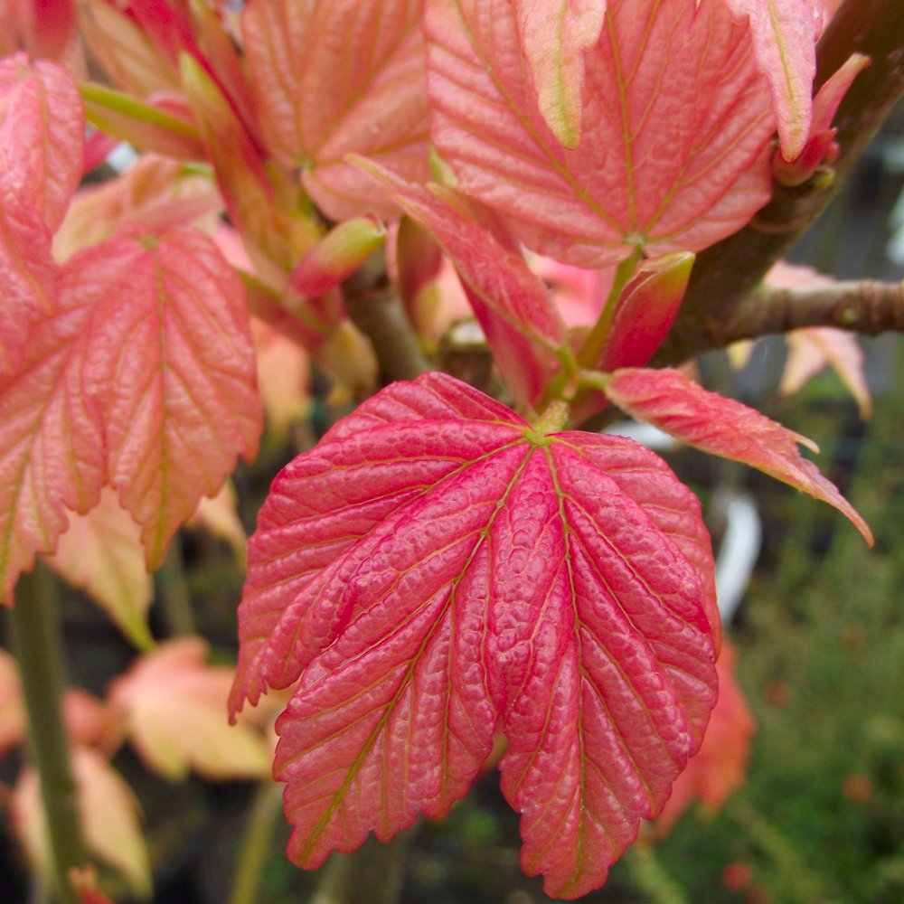 Sycamore Maple Prinz Handjery
