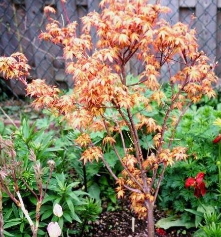Acer, Japanese Maple Katsura