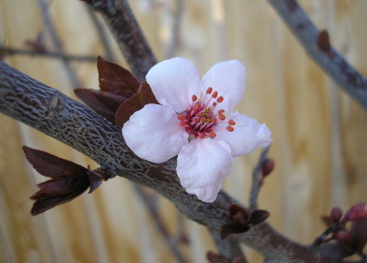 Purple Leaf Plum, Purple Cherry Plum Krauter Vesuvius