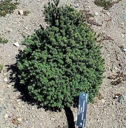 Atlantic White Cedar Rubicon