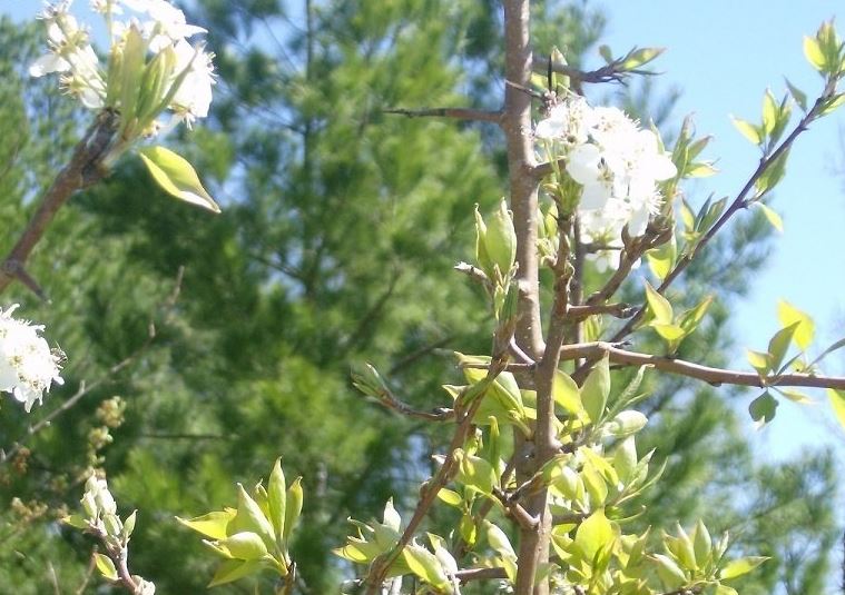 Flowering Pear, Callery Pear