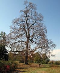 Black Maple