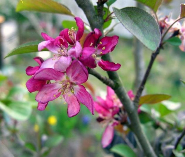 Flowering Crabapple Robinson