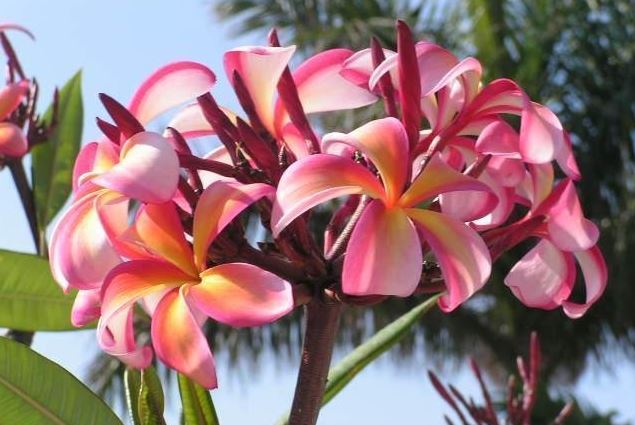 Plumeria, Frangipani, Nosegay, Pagoda Tree, Temple Flower Teresa Wilder