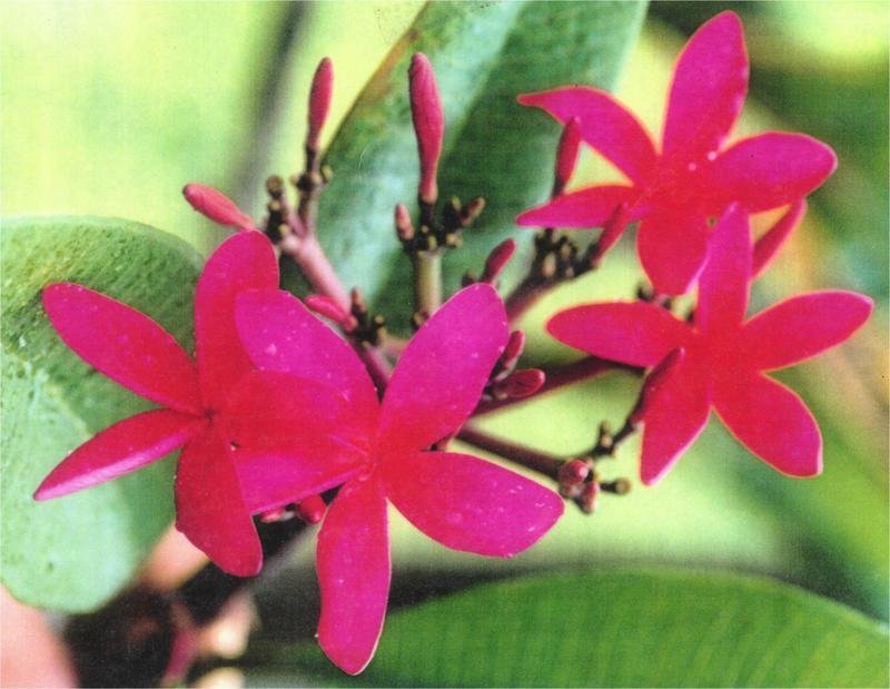 Plumeria, Frangipani, Nosegay, Pagoda Tree, Temple Flower Plastic Pink