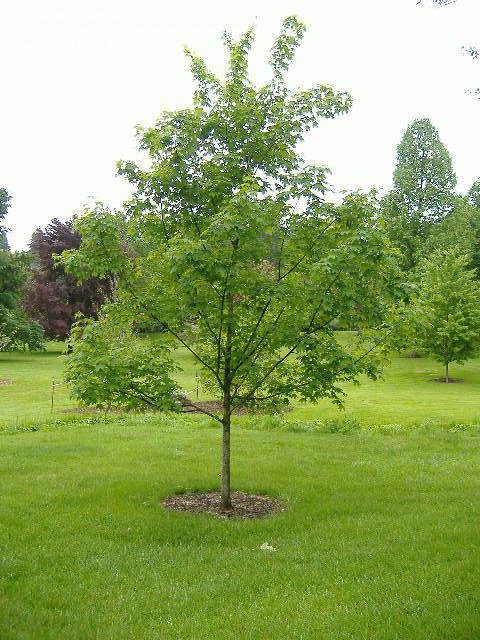 Sugar Maple Green Mountain