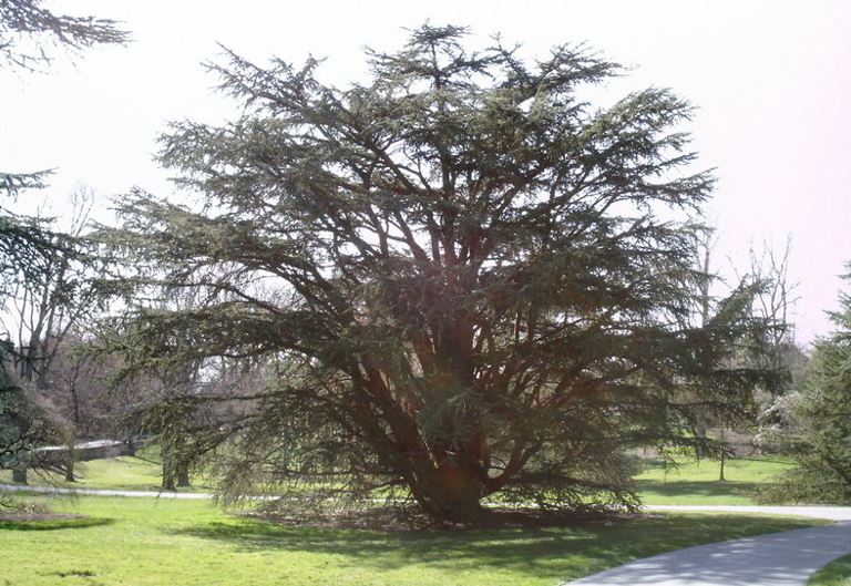 Cedrus Species, Atlas Cedar, Atlantic Cedar