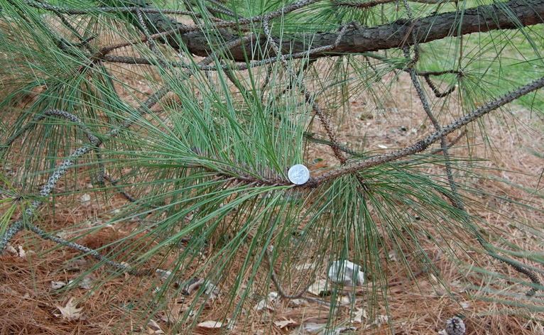 Sonderegger Pine, Bastard Pine