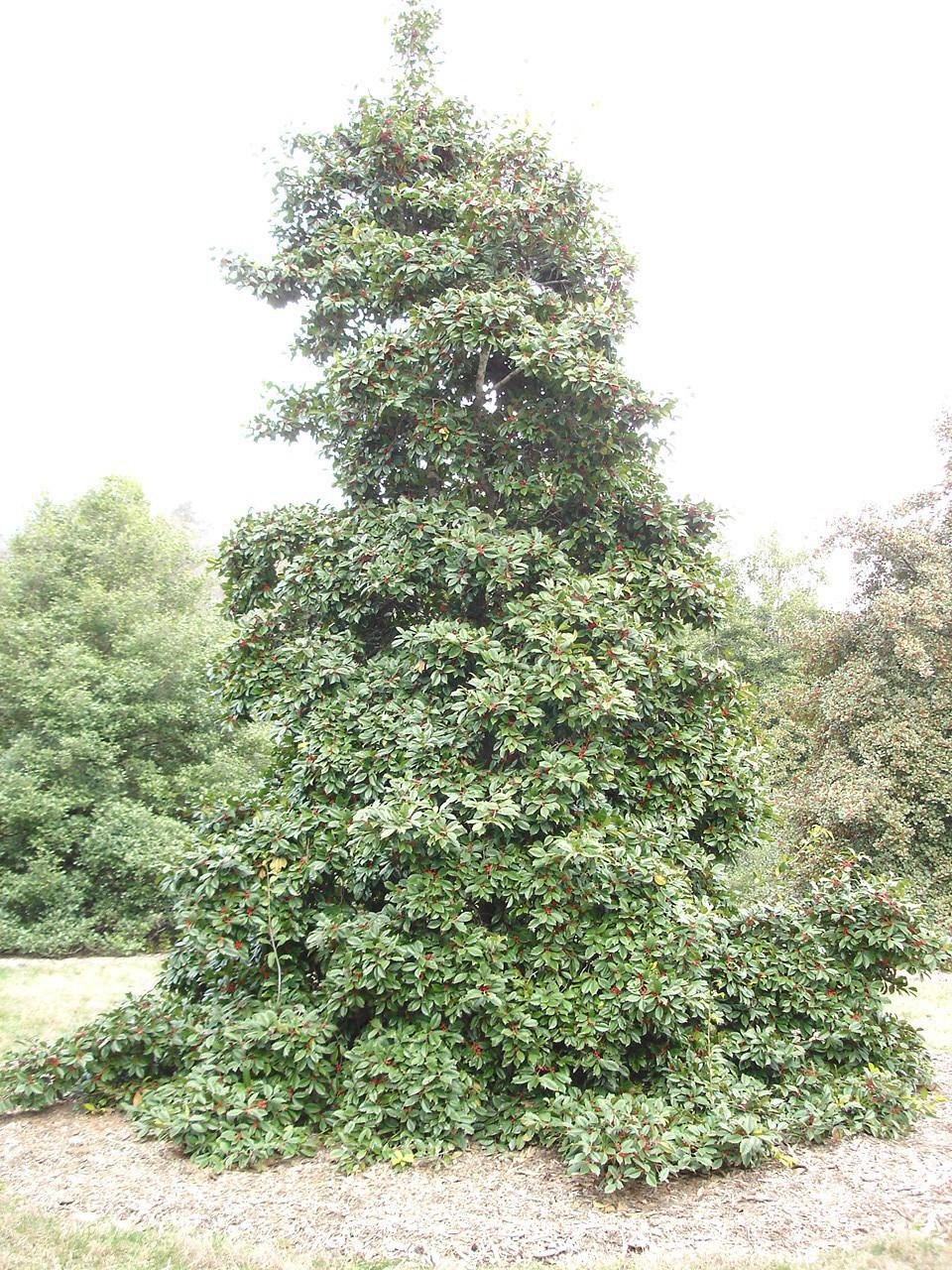 Ilex, American Holly Chief Paduke