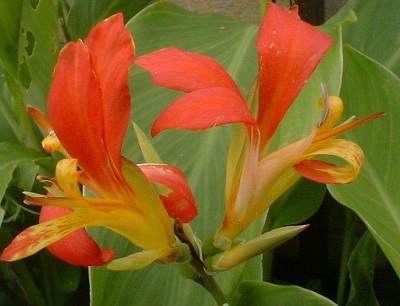 Canna Species, Canna Lily, Indian Shot