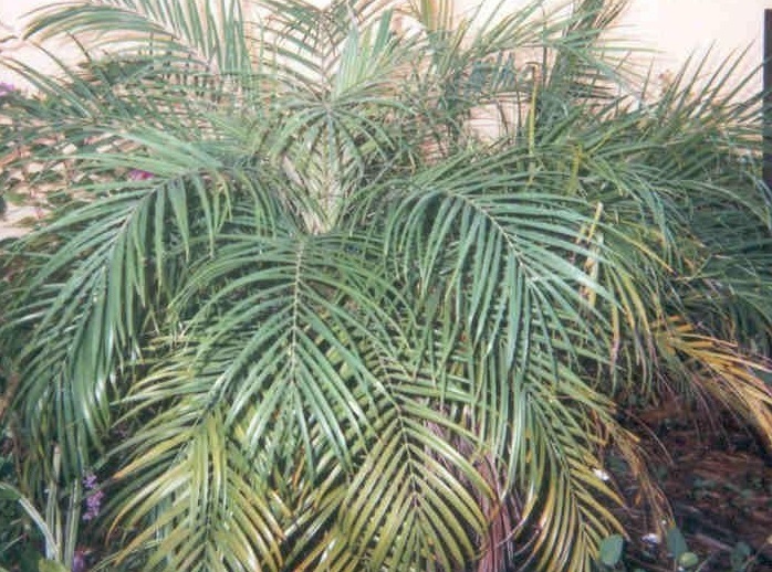 Phoenix Species, Pygmy Date Palm, Robellini Palm