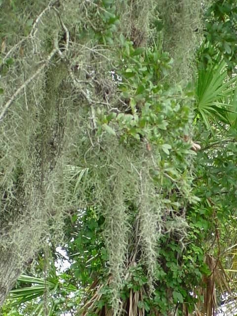 Tillandsia Bromeliad Species, Air Plant, Spanish Moss