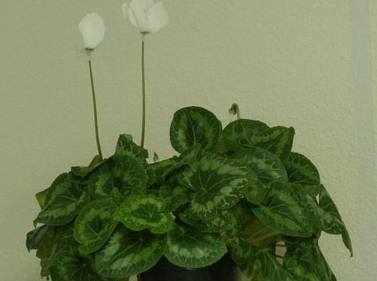 Cyclamen Hybrid, Florists Cyclamen Mixed Hybrids