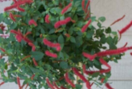 Acalypha Species, Dwarf Chenille, Firetail