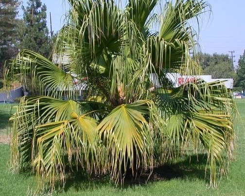 Livistona Species, Chinese Fan Palm, Fountain Palm