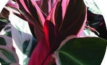 Stromanthe Tricolor