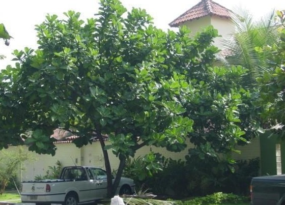 Ficus Species, Fiddle Leaf Fig, Lyrate-Leaf Fig