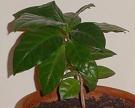 Coffea Species, Arabian Coffee, Mountain Coffee