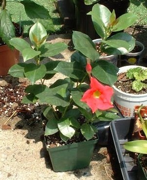 Mandevilla Red Riding Hood