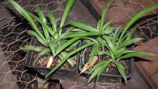 Chlorophytum Species, Spider Plant, Airplane Plant