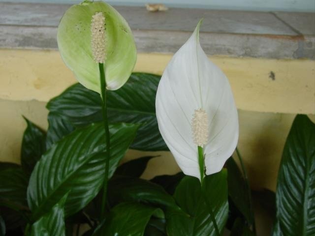 Spathiphyllum Species, Peace Lily