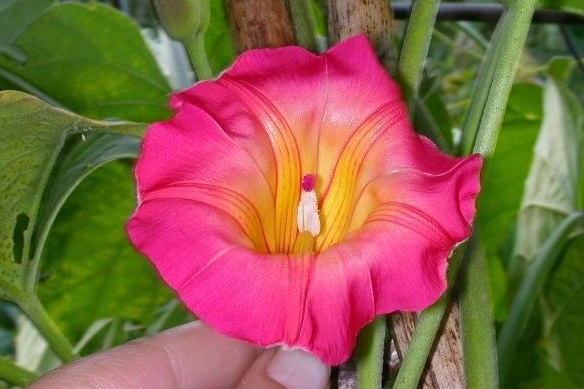 Stictocardia, Hawaiian Sunset Vine, Hawaiian Bells