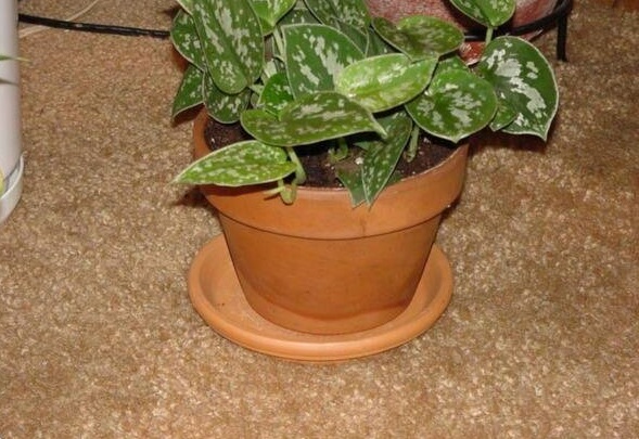 Scindapsus, Satin Pothos, Silk Pothos Argyraeus