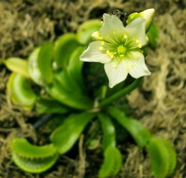 Dionaea Species, Venus Flytrap