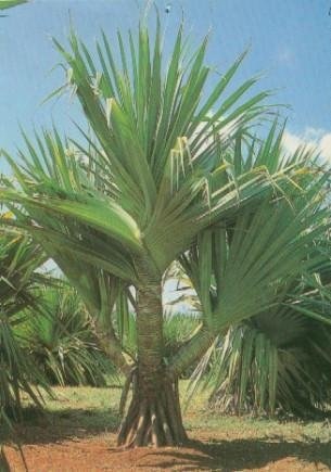 Pandanus Species, Madagascar Screwpine