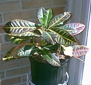 Croton Species, Josephs Coat, Variegated Croton