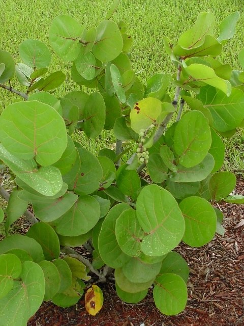 Coccoloba Species, Sea Grape