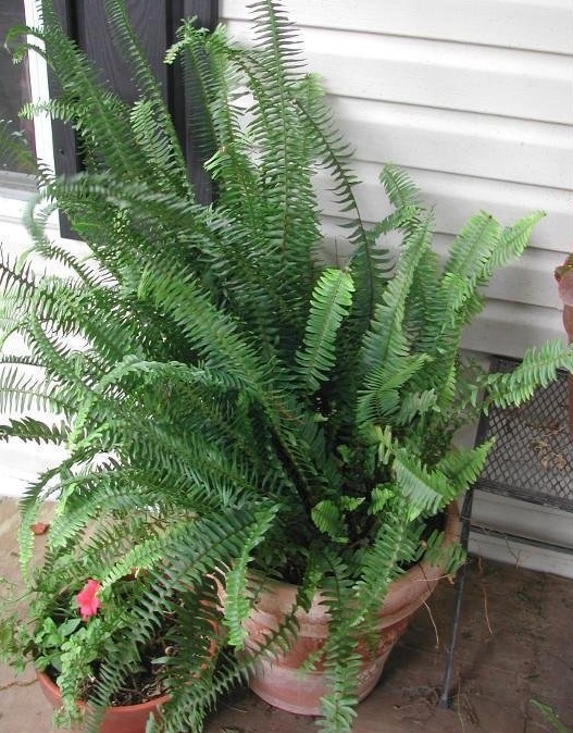 Nephrolepis, Australian Sword Fern Kimberly Queen