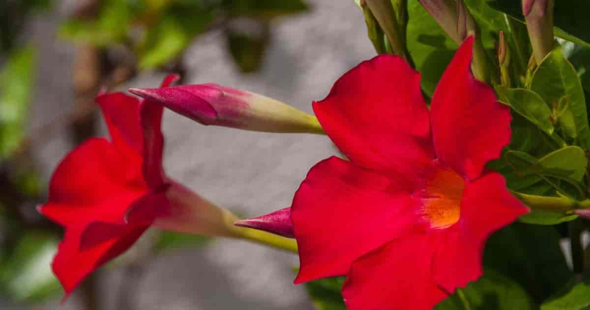 Mandevilla Hybrid Sun Parasol Crimson
