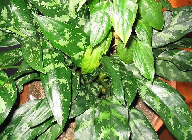 Aglaonema Species, Chinese Evergreen, Philippine Evergreen