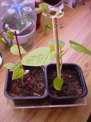 Tree Tomato, Tamarillo