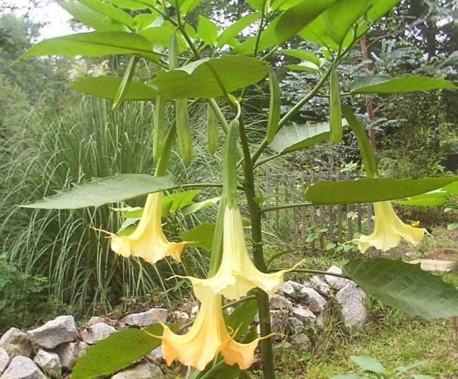 Brugmansia, Angel Trumpet, Angels Trumpet Dr. Seuss